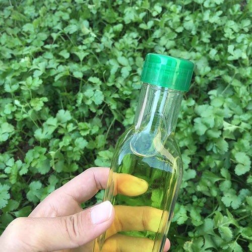 Various Capacity Olive Oil Glass Bottle with Plastic Screw Cap